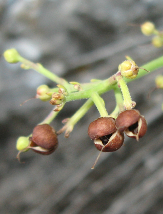 Изображение особи Scrophularia rupestris.