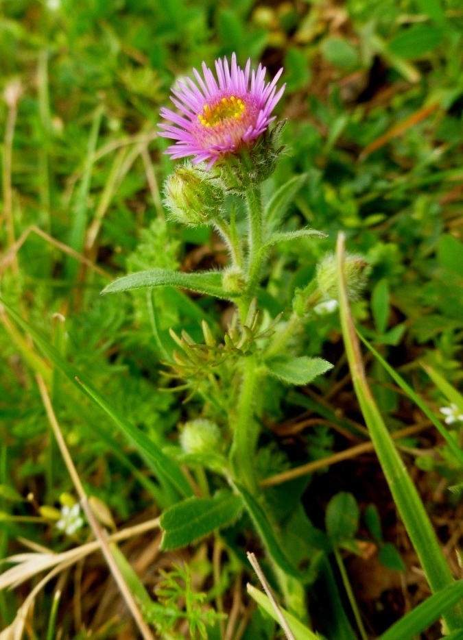 Image of Erigeron alpinus specimen.