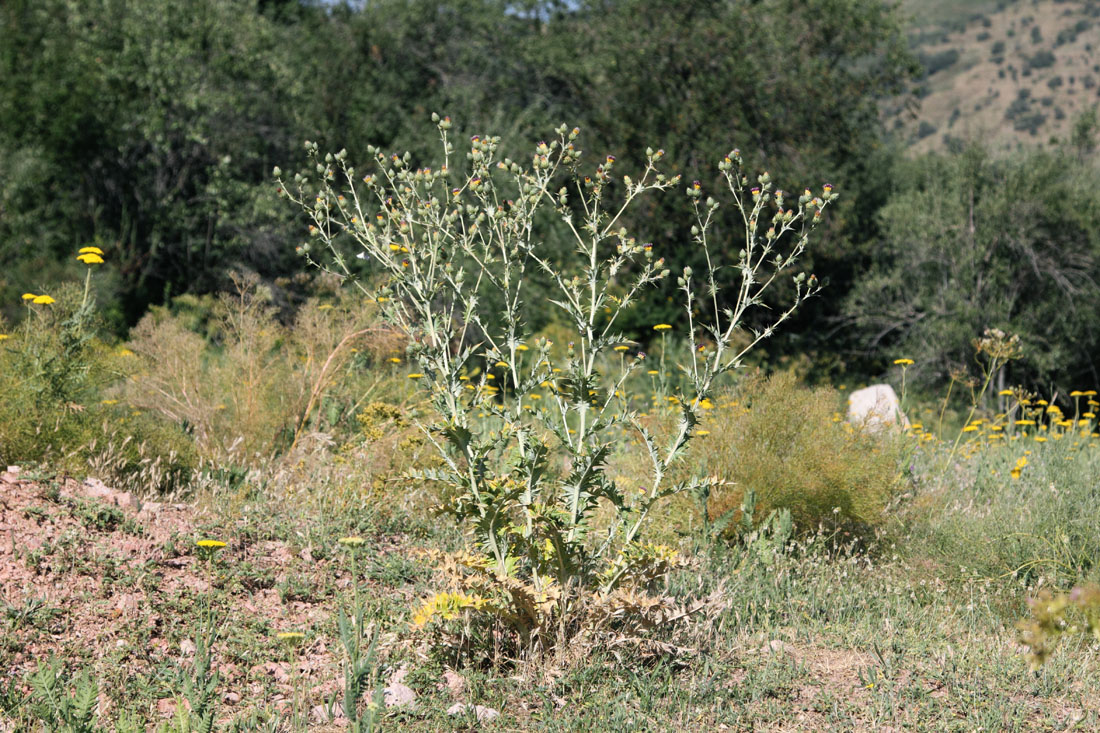 Image of Cousinia vicaria specimen.