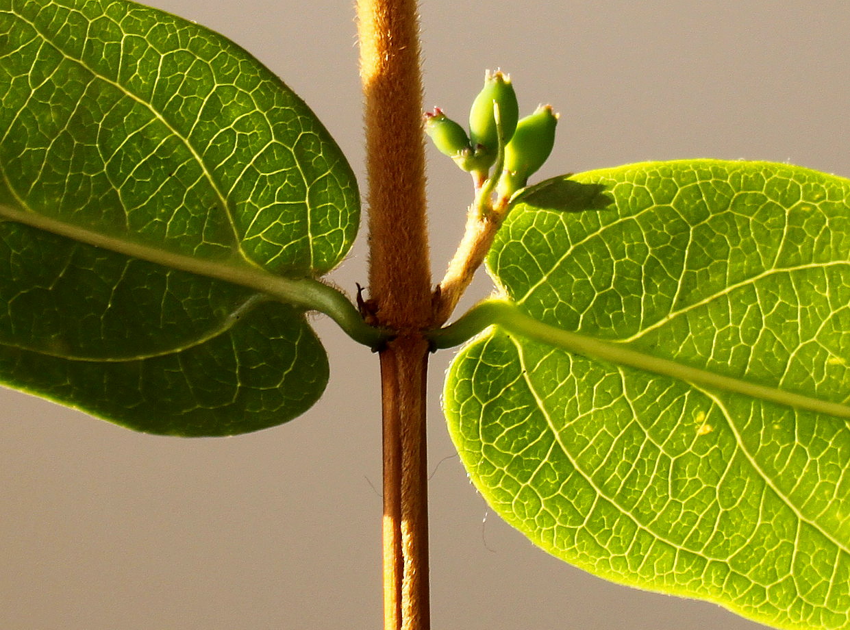 Image of Lonicera acuminata specimen.