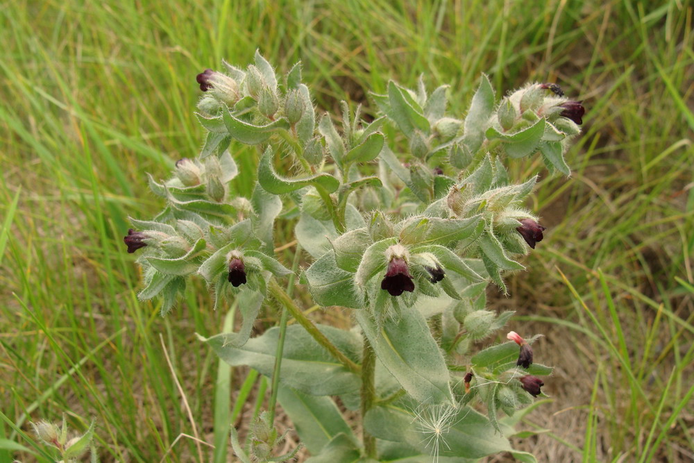 Image of Nonea rossica specimen.