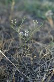 семейство Apiaceae