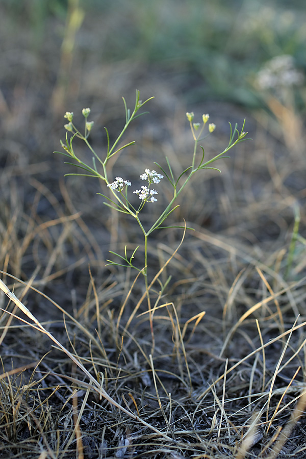 Изображение особи семейство Apiaceae.