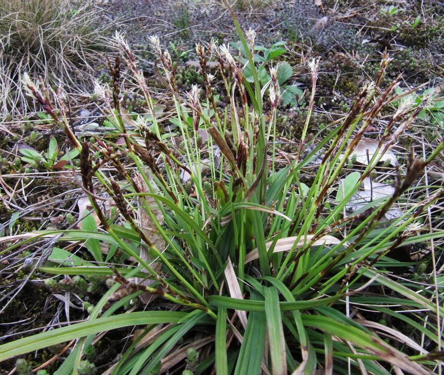 Image of Carex digitata specimen.