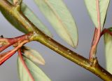 Cotoneaster salicifolius