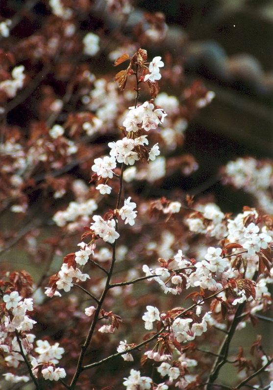Image of Cerasus sachalinensis specimen.