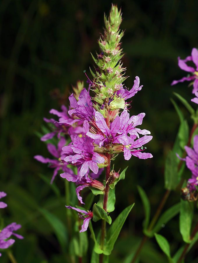 Изображение особи Lythrum salicaria.