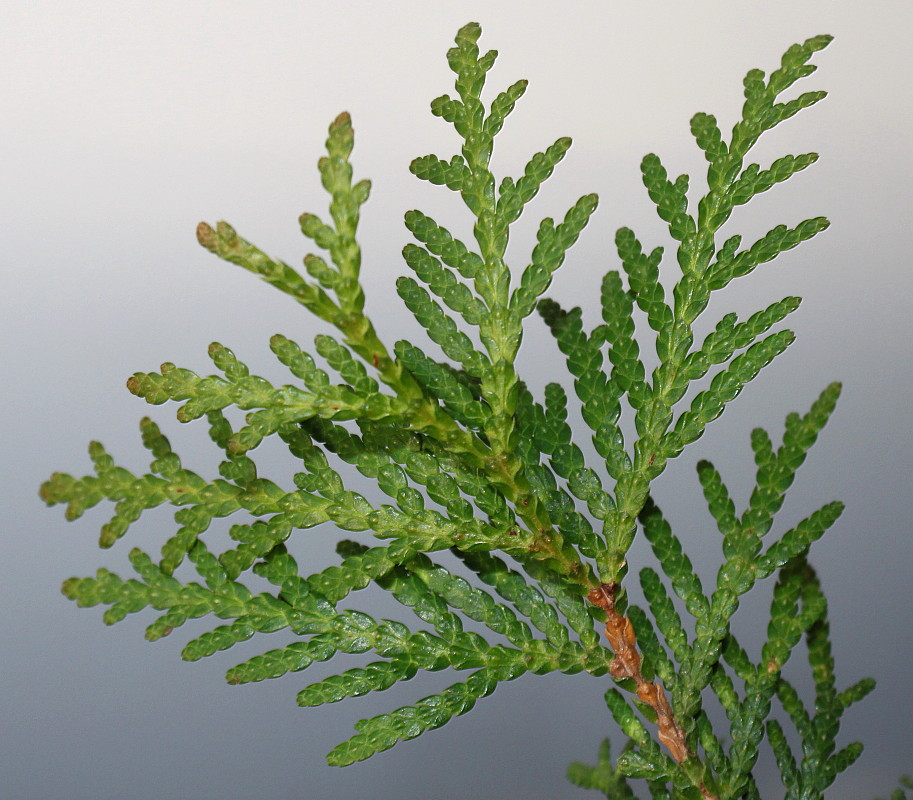 Image of Thuja occidentalis specimen.