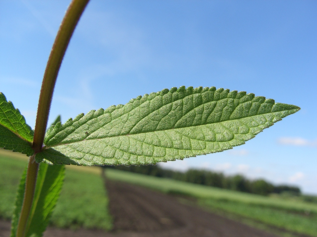 Изображение особи Stachys palustris.