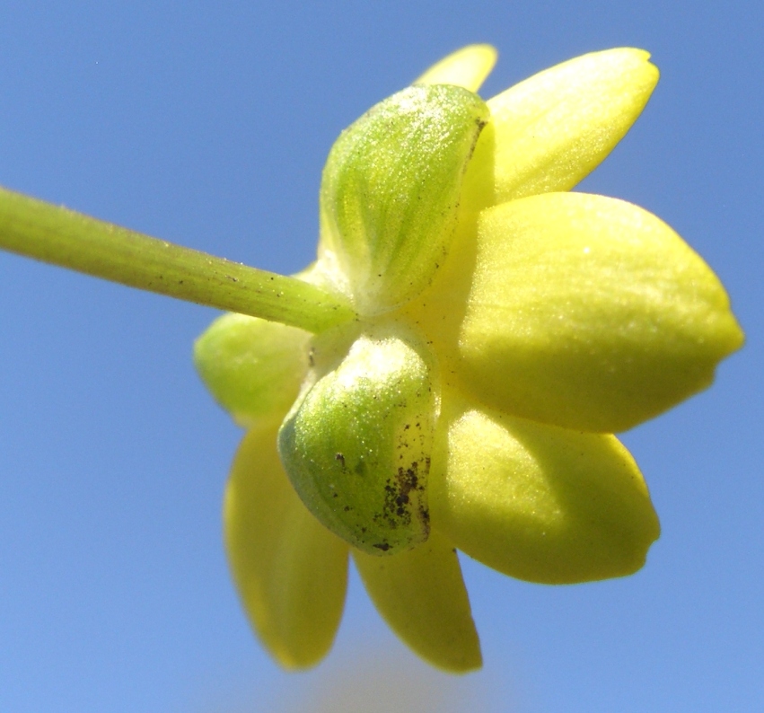 Image of Ficaria verna specimen.