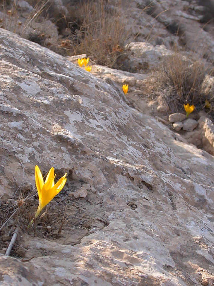 Image of Sternbergia clusiana specimen.