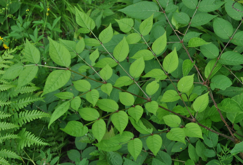 Image of Aralia elata specimen.