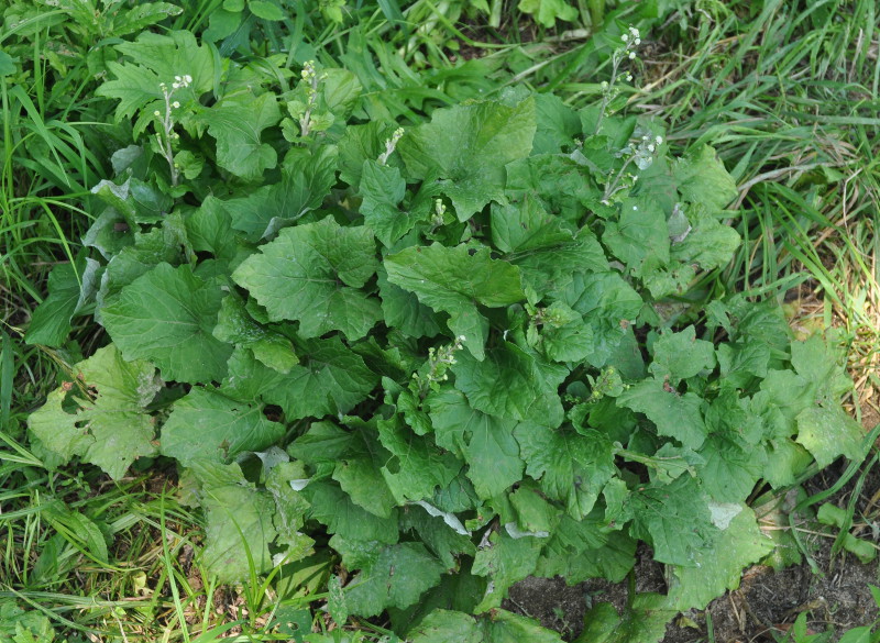 Image of Adenocaulon adhaerescens specimen.