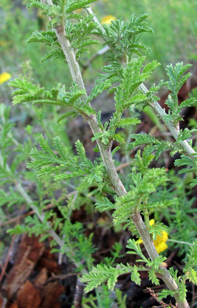 Image of Anthemis tinctoria specimen.