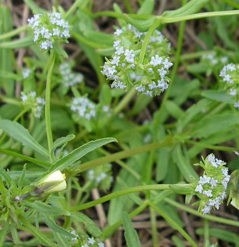 Изображение особи Valerianella locusta.