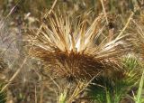 Cirsium vulgare. Соплодие. Украина, г. Запорожье, пос. Солнечный. 28.08.2009.