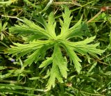 Geranium pratense