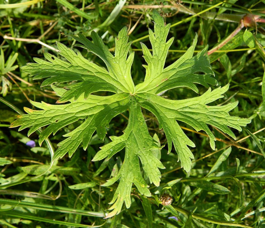 Изображение особи Geranium pratense.