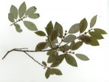 Salix pyrolifolia