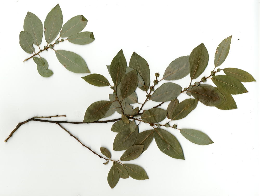 Image of Salix pyrolifolia specimen.