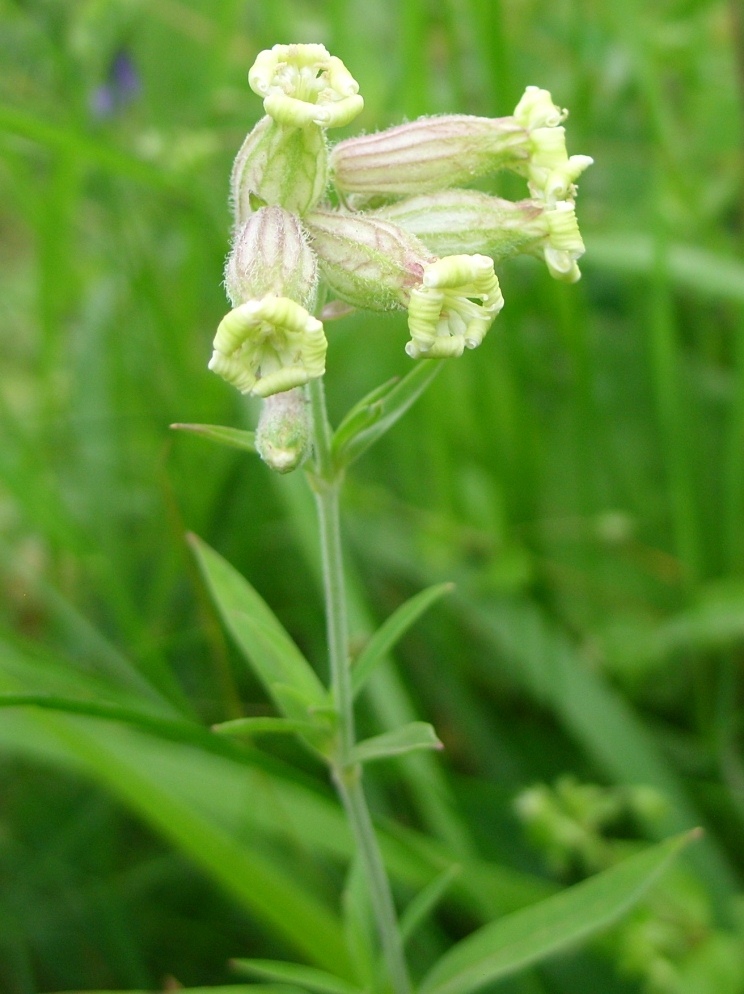 Изображение особи Silene amoena.