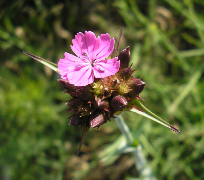 Изображение особи Dianthus andrzejowskianus.