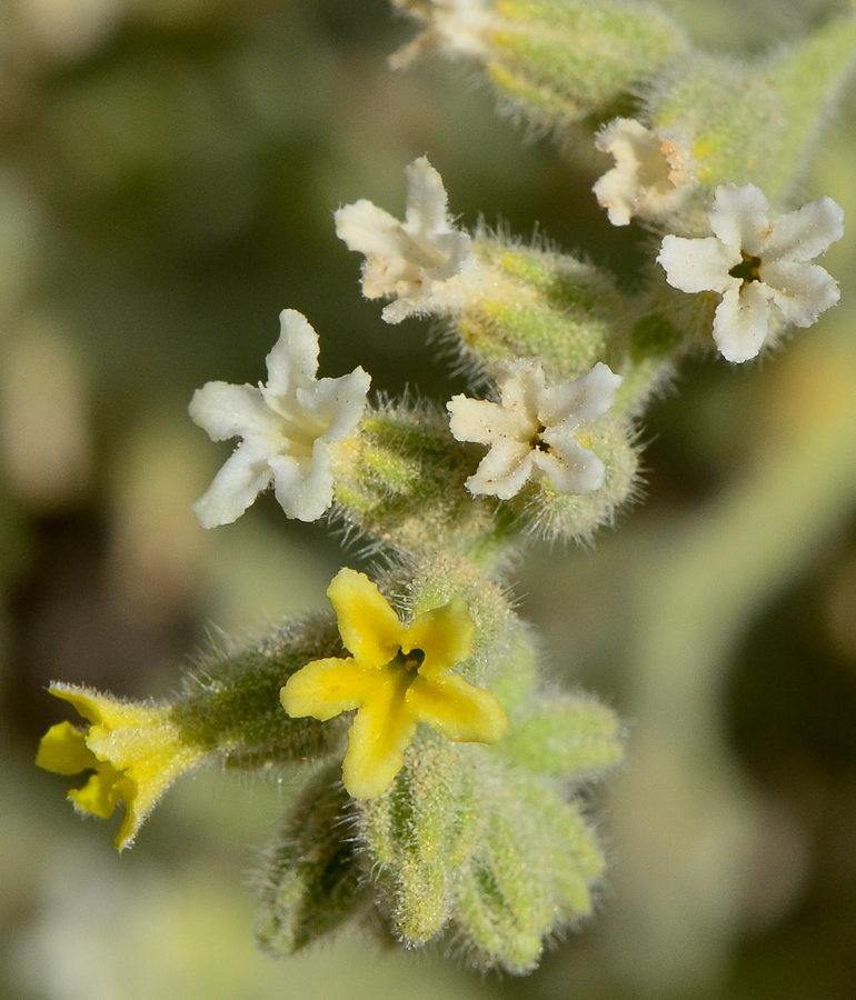 Изображение особи Heliotropium arbainense.