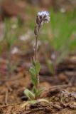 Myosotis micrantha. Цветущее растение. Южный Берег Крыма, гора Аю-Даг. 14 апреля 2013 г.