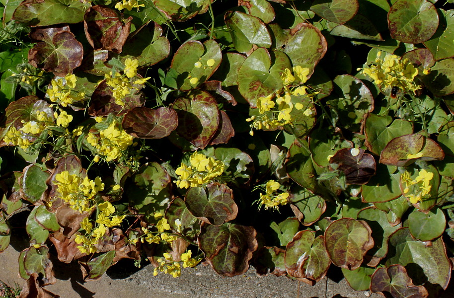 Image of Epimedium colchicum specimen.