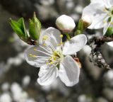 Prunus cerasifera. Верхушка ветки с цветком, бутонами и распускающимися листьями. Ставропольский край, г. Кисловодск, Курортный парк верхний. 05.04.2013.