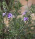 Veronica jacquinii