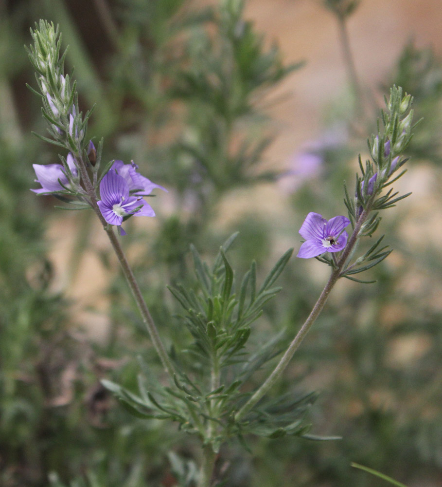 Image of Veronica jacquinii specimen.