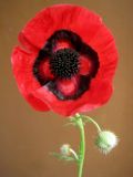 Papaver ocellatum