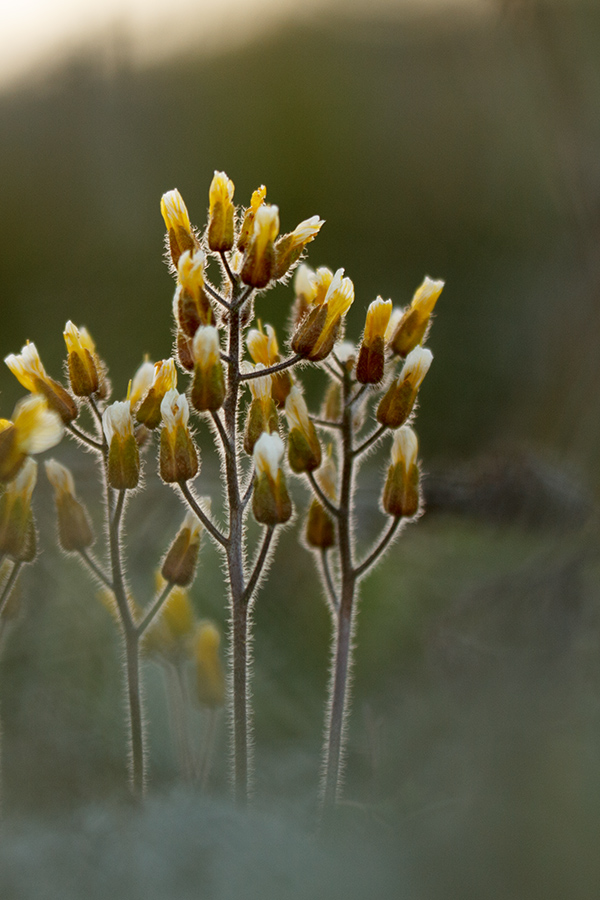 Image of Draba cuspidata specimen.