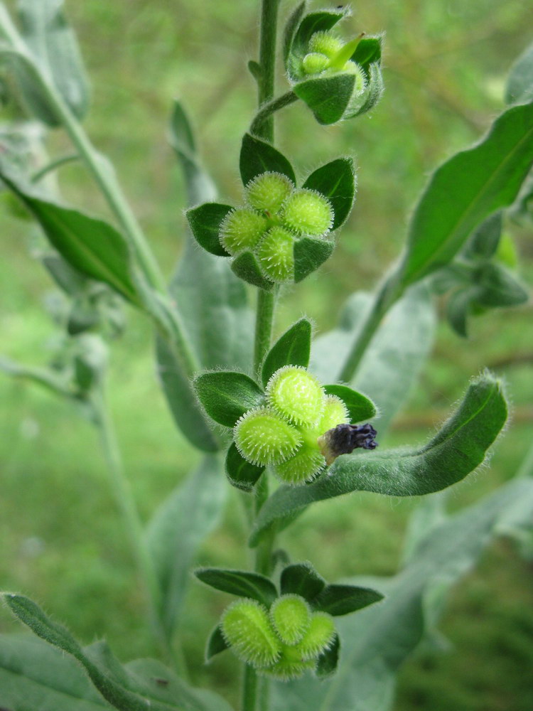 Image of Cynoglossum officinale specimen.