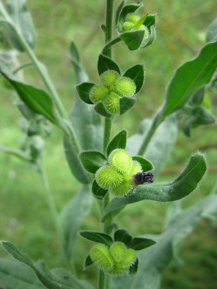 Изображение особи Cynoglossum officinale.