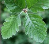 род Sorbus