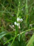 Vicia hirsuta