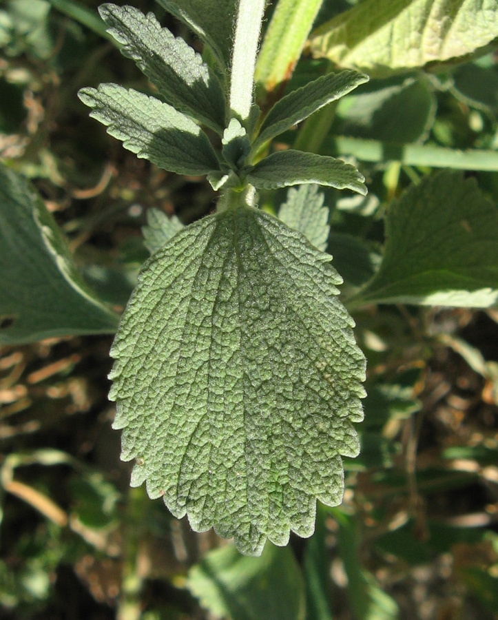 Image of Marrubium praecox specimen.