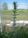 Dracocephalum moldavica