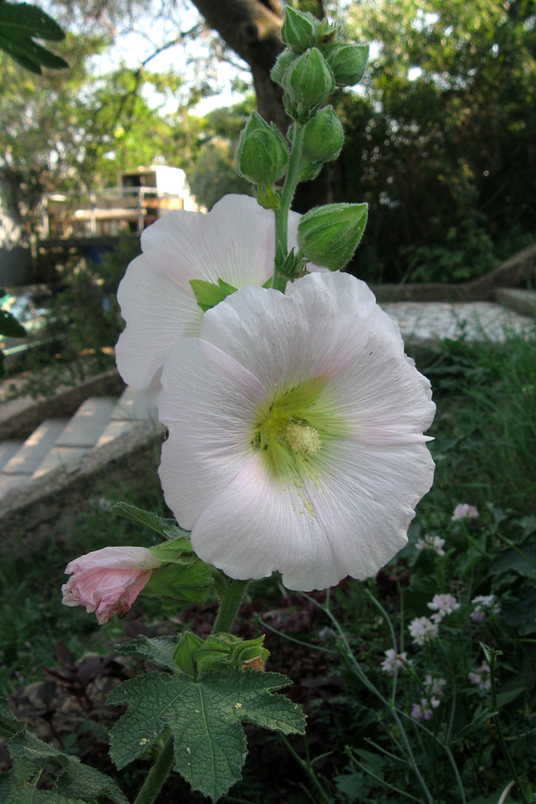 Изображение особи Alcea rosea.