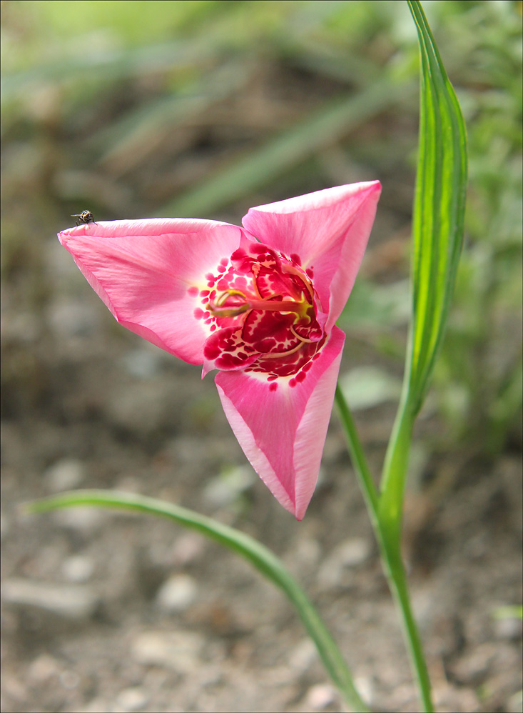 Image of Tigridia pavonia specimen.