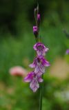 Gladiolus kotschyanus