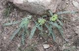 Astragalus densus. Цветущие растения. Узбекистан, Сурхандарьинская обл., Шерабадский р-н, вост. склон хр. Кугитангтау, Сурханский государственный заповедник, каменистый склон. 2 июня 2013 г.