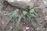 Astragalus densus