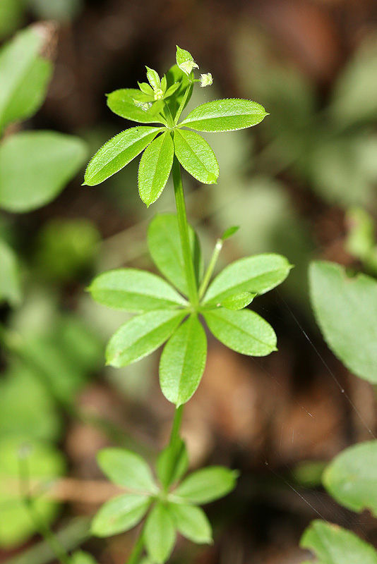 Изображение особи Galium triflorum.