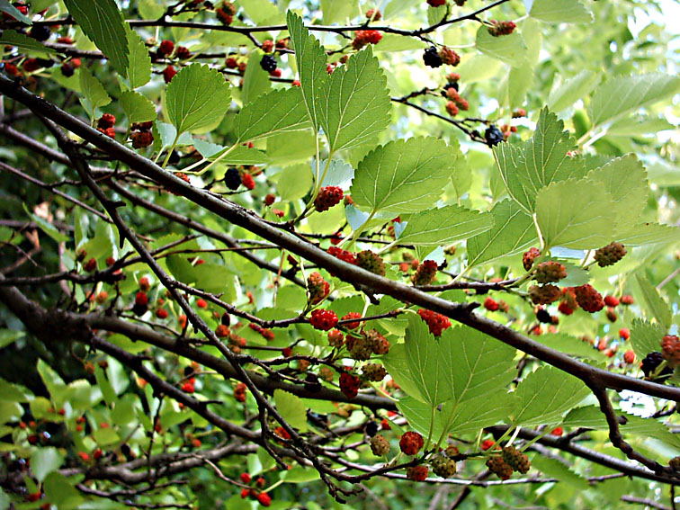 Изображение особи Morus alba.