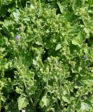 Campanula garganica