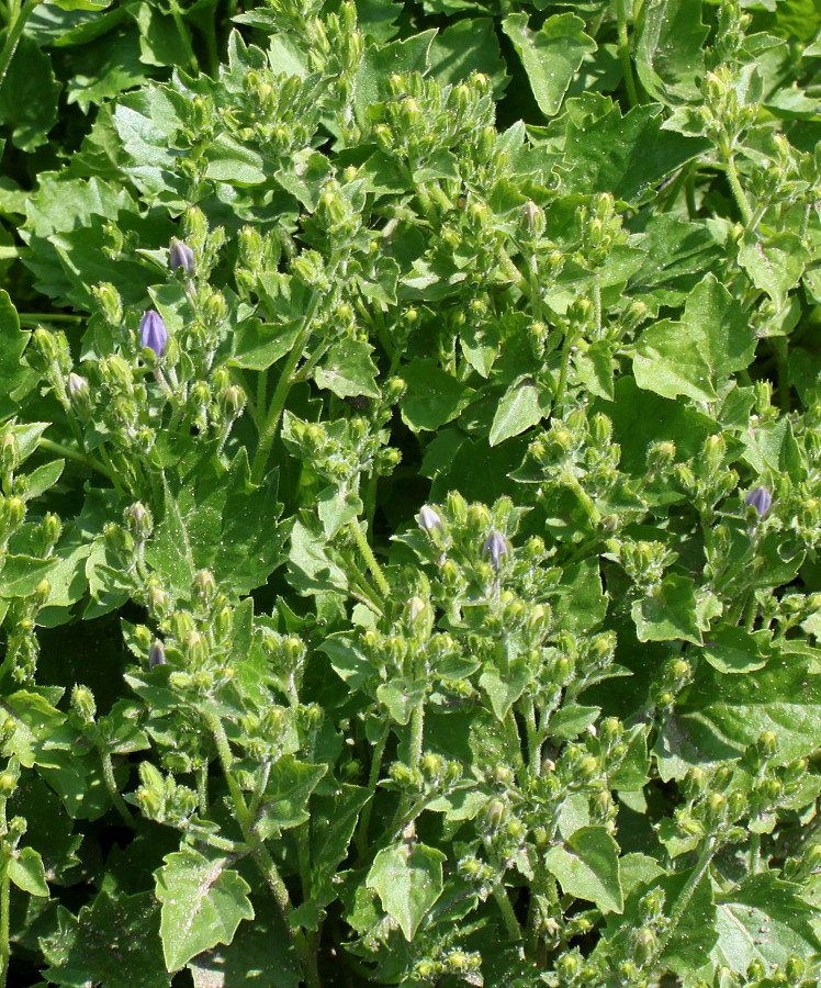 Image of Campanula garganica specimen.