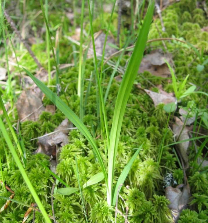 Image of Carex vaginata specimen.
